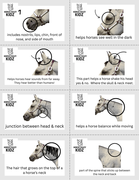 Parts of the Horse - Printable Activity Pack for Kids 6-12